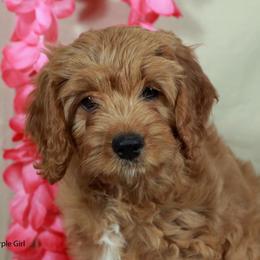 Purple Girl Cavadoodle - Red female Assorted Doodle Crosses puppy in Colonial Beach, Virginia from Bristol Mine Kennels