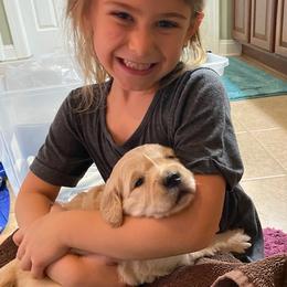 Assorted Doodle Crosses and Golden Retrievers from Retriever Ranch
