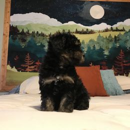 Poodle Puppies from Upper Echelon