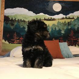 Poodle Puppies from Upper Echelon