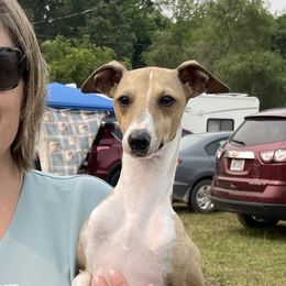 Digger - Italian Greyhound