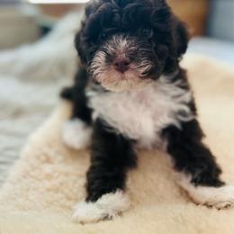Danny - Chocolate and white male Havapoo puppy in Natural Bridge, Virginia from Rockbridge Puppies