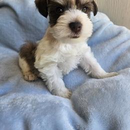 Lilo - Parti female Miniature Schnauzer puppy in Crosby, Texas from Raisin' the Woof Schnauzers