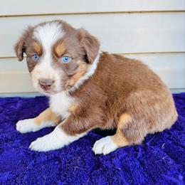 Roxy - Red tri-color female Australian Shepherd puppy in Charlotte, North Carolina from Awesome Aussies