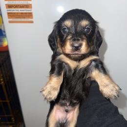 Black and cream LH boy - Black and cream male Dachshund puppy in Jackson, Tennessee from R&J  Mini Doxie’s of the South
