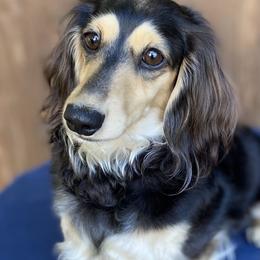 Molly - Dachshund