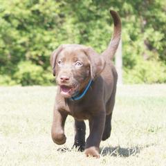 Labrador Retriever Puppies from Dry Pond Retrievers, LLC