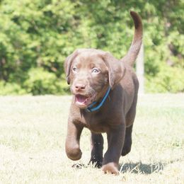 Labrador Retriever Puppies from Dry Pond Retrievers, LLC