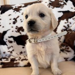 White (3500) - Light golden female Golden Retriever puppy in Pahrump, Nevada from Southern Nevada Goldens