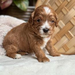 Reed - Red male Cavapoo puppy in Orrstown, Pennsylvania from Pawfect Fur Friends