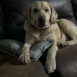 Lady Adeline - Labrador Retriever