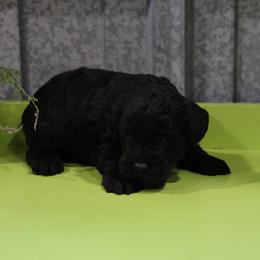 Kyla - Black female Whoodle puppy in West Bend, Iowa from Blue Skies Terriers