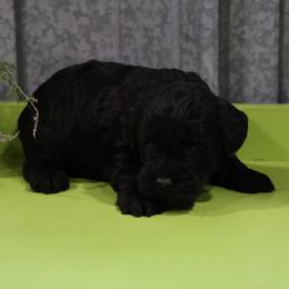 Kyla - Black female Whoodle puppy in West Bend, Iowa from Blue Skies Terriers