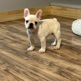 Boy 1 - White French Bulldog puppy in Merkel, Texas from Thomas Frenchies