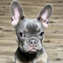 French Bulldog All Grown Up from House of Frenchies