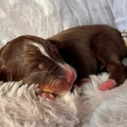 Boy-5 - Red tri-color male Australian Shepherd puppy in Ramona, California from Blue Moon Aussies