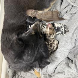 Miniature American Shepherd puppies from Bradley Kennels