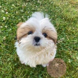 Shih Tzu Puppies from Shurbeez Shih Tzu