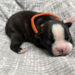 Orange - Black and white male Boston Terrier puppy in Hialeah, Florida from K&N Boston Paws