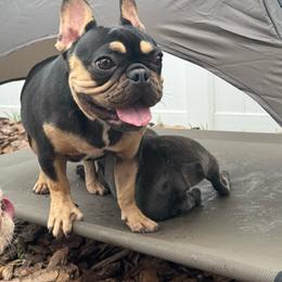 Maya - French Bulldog