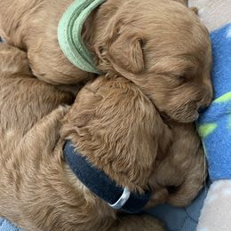Goldendoodle Puppies from Seby Mini Doodles