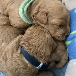 Goldendoodle Puppies from Seby Mini Doodles