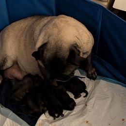 TBD - Fawn female Pug puppy in Holyoke, Massachusetts from The Gorgeous Grumble