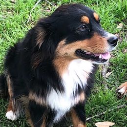 Sage - Miniature Australian Shepherd