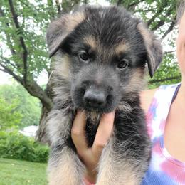 Green - Black and red male German Shepherd puppy in Coatesville, Pennsylvania from Jessica's German Shepherds