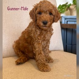 Gunner - Red  male Goldendoodle puppy in Glendale, Arizona from Follow Your Bliss Doodles
