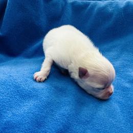 Carl - Cream male Pomeranian puppy in Lyons, Georgia from Its a Poms Life Kennel