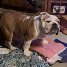 Grace - Bulldog