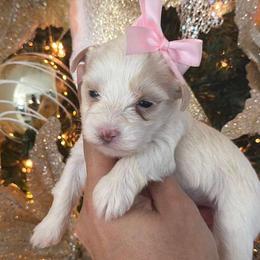 Blonde girl 1 - Parti female Yorkshire Terrier puppy in Kissimmee, Florida from M&R Yorkies
