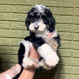 Ruby - Tri-color female Bernedoodle puppy in Carmichaels, Pennsylvania from JensenBelle Doodles