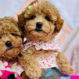 Cavapoos and Goldendoodles from Parisian Puppies