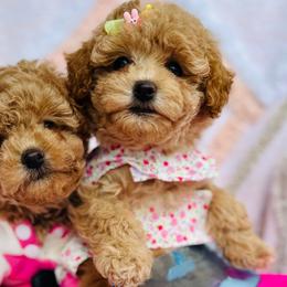Cavapoos and Goldendoodles from Parisian Puppies