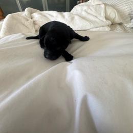 Boy 4 - Black male Miniature Schnauzer puppy in Miami, Florida from AKC Puppies 2 Love