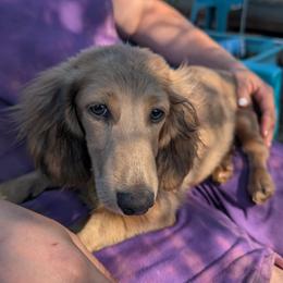 Kaido - Cream male Dachshund puppy in Central Point, Oregon from MRS Long Dog Ranch