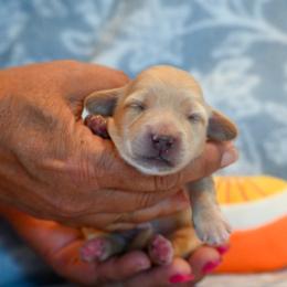 Willow - Cream female Dachshund puppy in Guthrie, Kentucky from Triple T Dachshunds