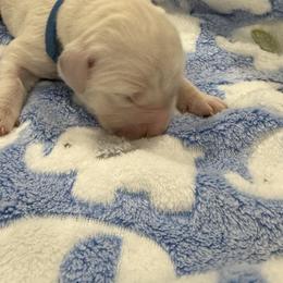 Popeye - Light golden male Golden Retriever puppy in Blaine, Washington from Freedom Retrievers