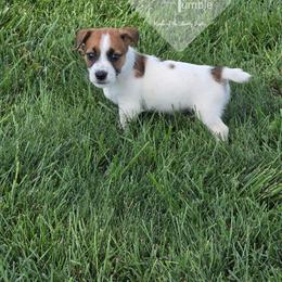 Boy 1 : Tootles - White and tan male Russell Terrier puppy in Harvel, Illinois from Ruff and Tumble Russell Terriers
