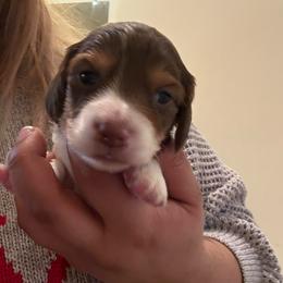 Biscotti - Chocolate and cream male Dachshund puppy in Saint Paul, Minnesota from Vibrant Eyes Doxies