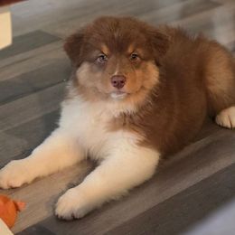 Girl 3 - Red tri-color female Australian Shepherd puppy in Silsbee, Texas from Work 'n' Ranch Aussies LLC