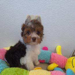 Brown collar - Parti male Yorkshire Terrier puppy in Mcconnellsburg, Pennsylvania from Buffy's Little Blessings
