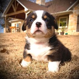 Pembroke Welsh Corgi Puppies from Diamond G Corgis