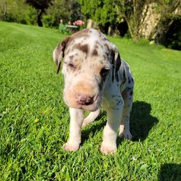 Boy 1 - Chocolate and white Great Dane puppy in Columbia Stat, Ohio from Rocky Road Chocolate Danes