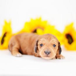 Gwen - Red female Dachshund puppy in Neosho, Missouri from Tinker Toy Doxies