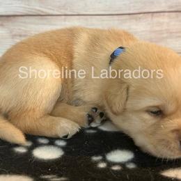 Blue - Yellow male Labrador Retriever puppy in Moyock, North Carolina from Shoreline Labradors