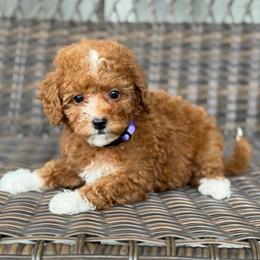 Sarabi - Red  female Poodle puppy in Belleville, New Jersey from TK Poodles