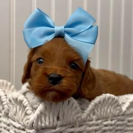 Little Poppy - Red female Cavapoo puppy in Knoxville, Tennessee from Dukes Forever Doodles